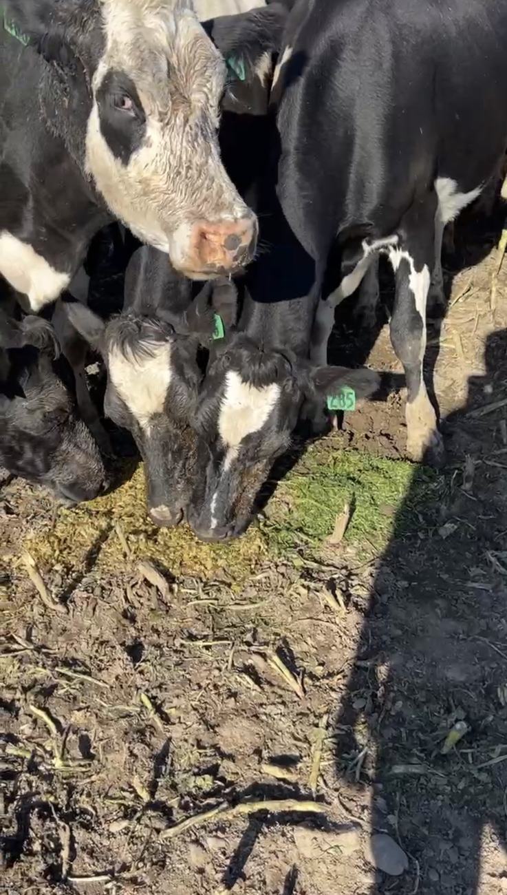 Cows eating EDGE-treated silage fed out on the ground