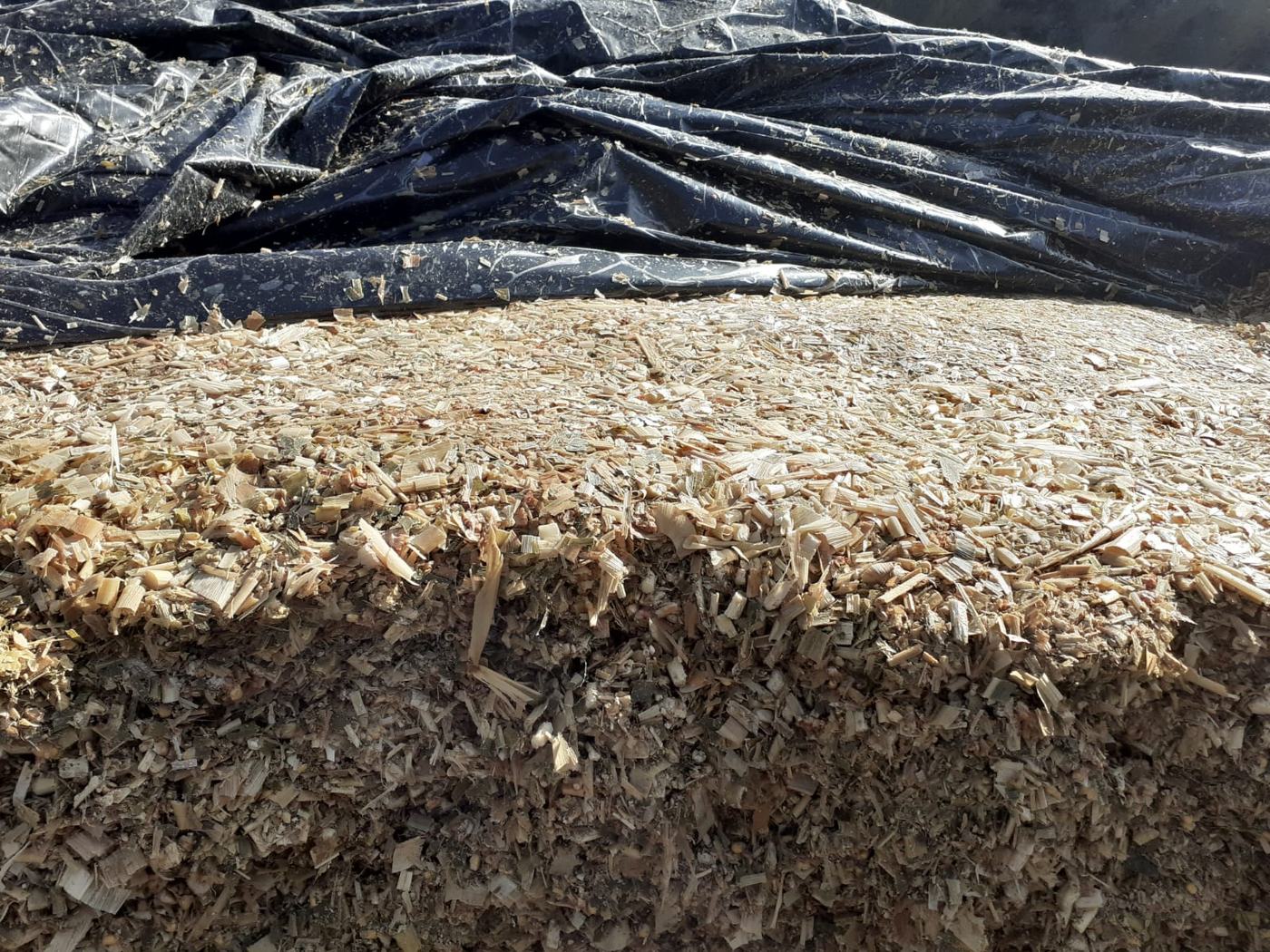 A maize silage face with the cover pulled back, treated with EDGE