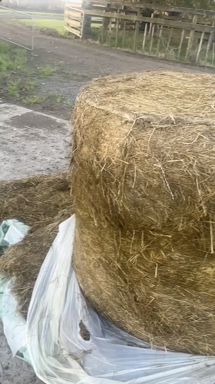 A wrapped round bale opened at feed out