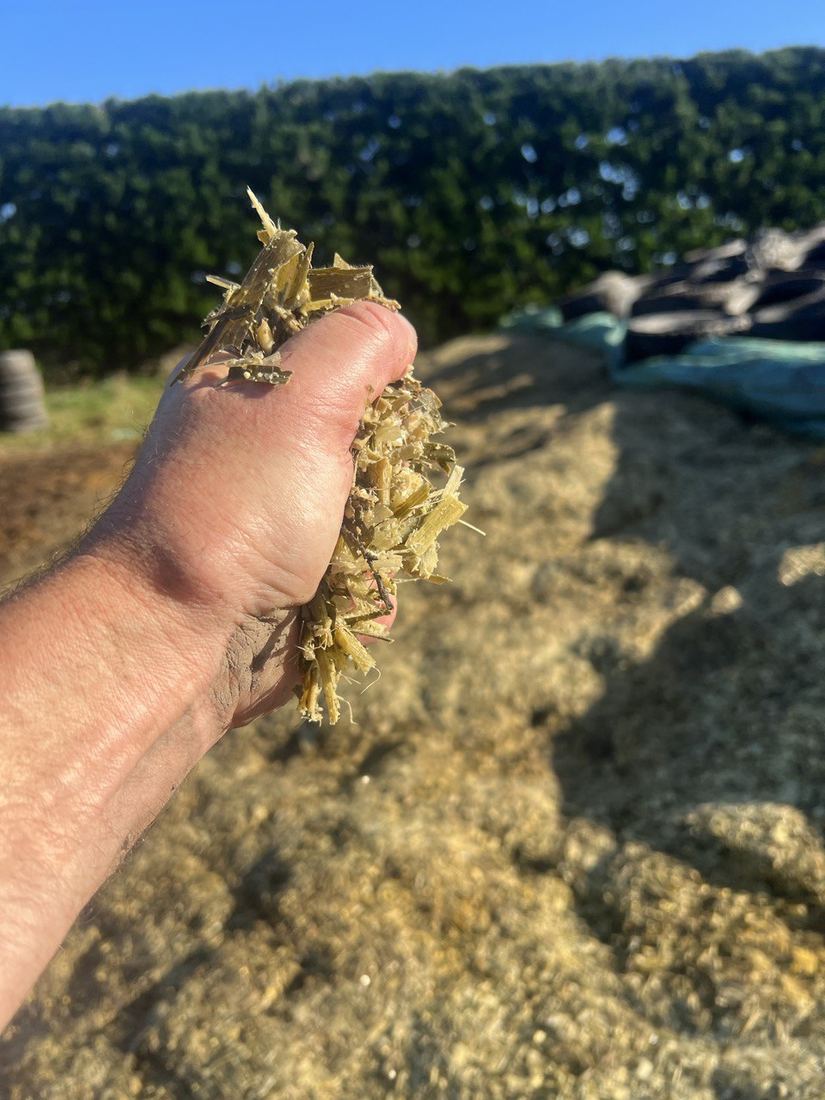 A handful of EDGE-treated silage lifted off the stack